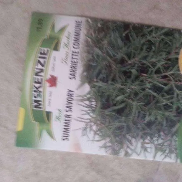 Herb seeds photo 1