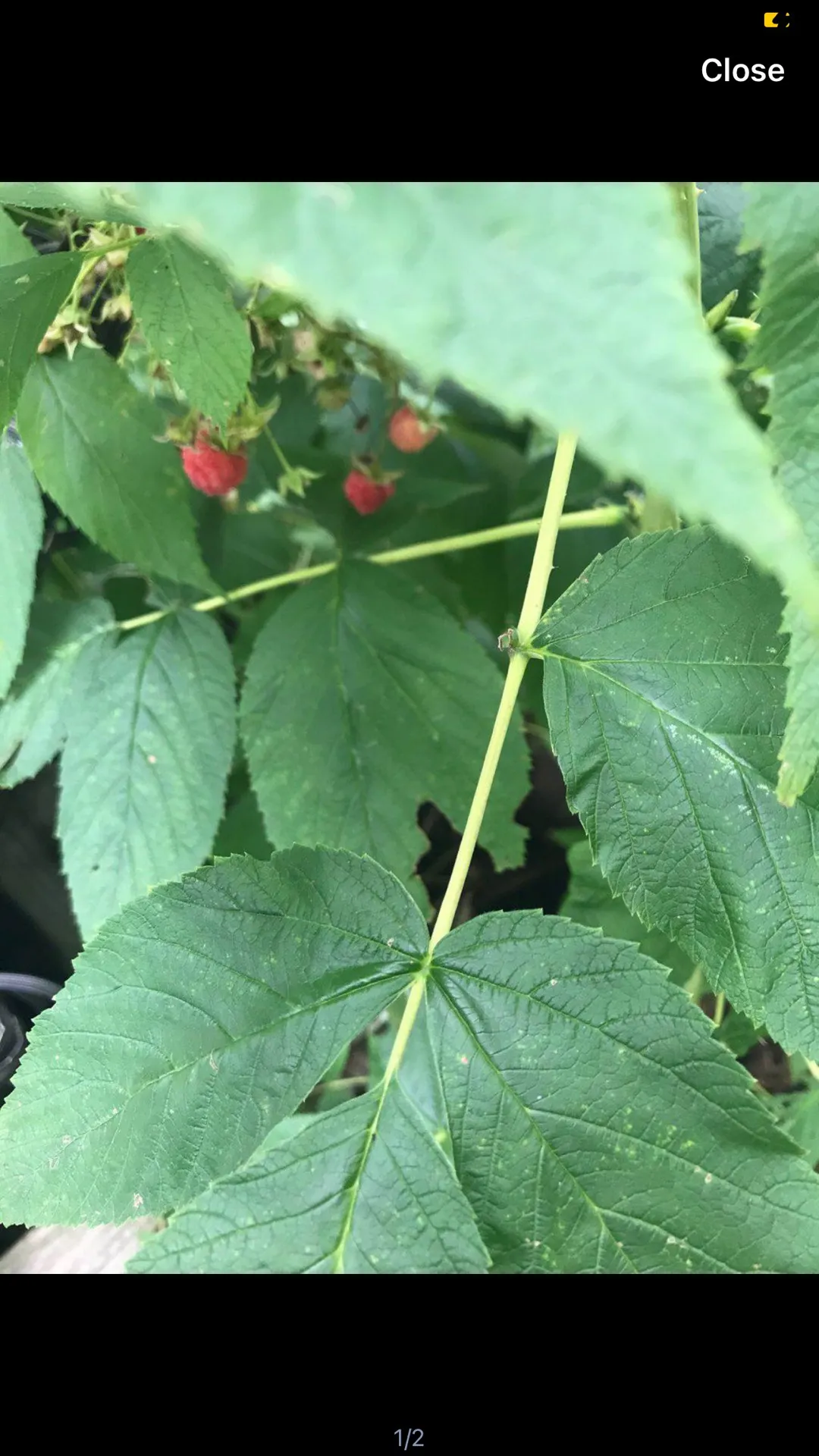 Raspberry Plants photo 1