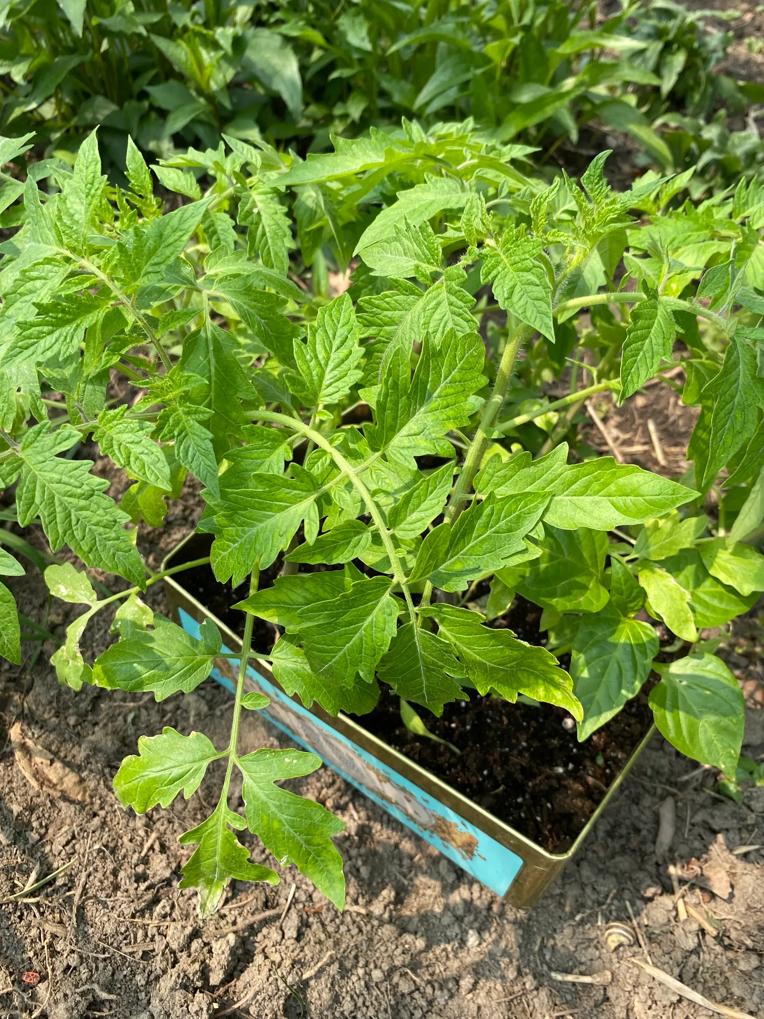 Vegetable plants  photo 1