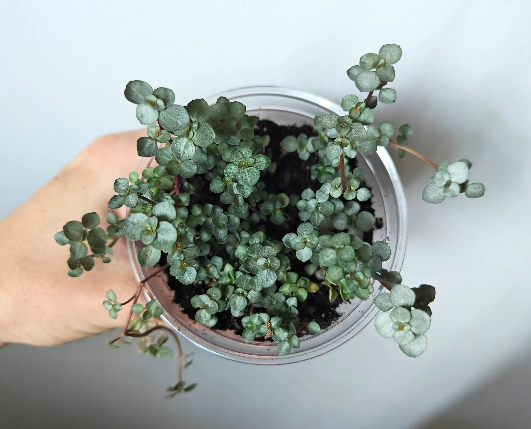 Plant pilea aquamarine  photo 1