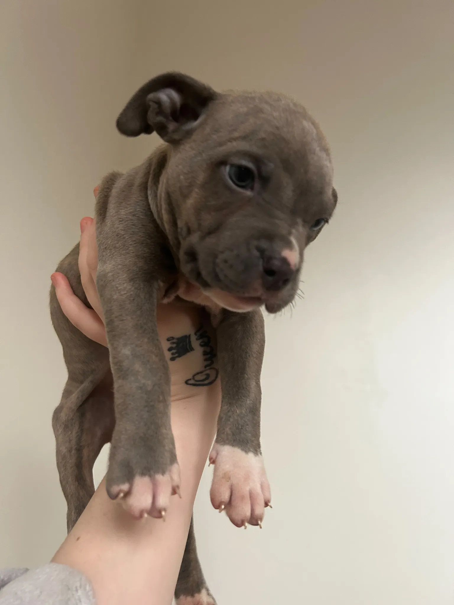Puppies for sale  photo 1