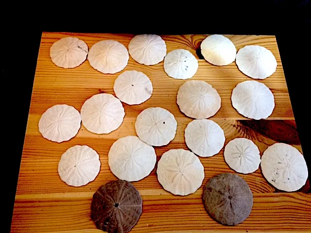 Sand Dollars from Plum Island, New York photo 1