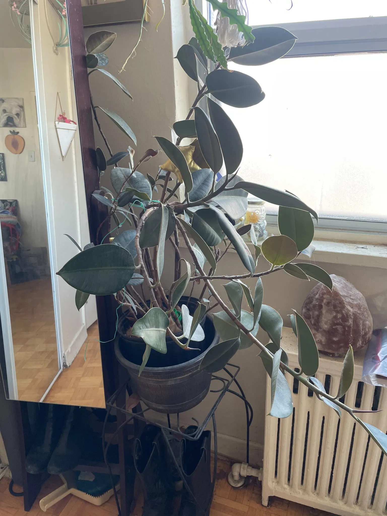 Overgrown rubber plant photo 1