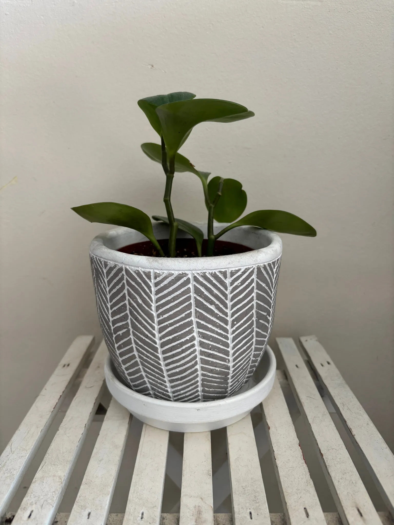 Ceramic Planter photo 1