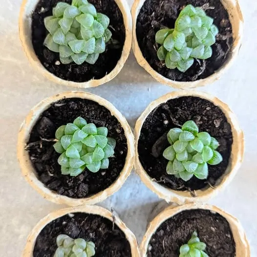 Haworthia Cooperi Succulent (Baby Plants) photo 1