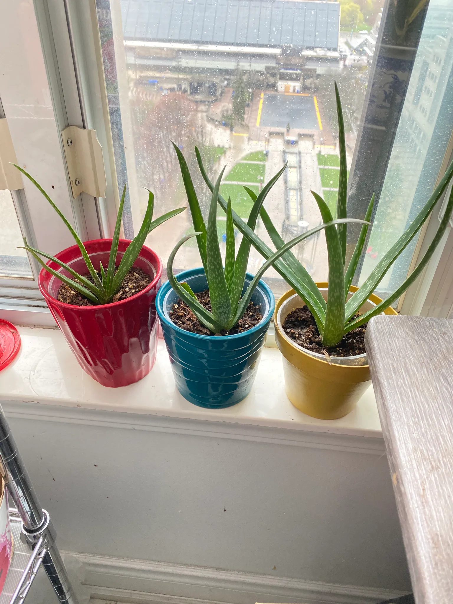 Aloe plants photo 1