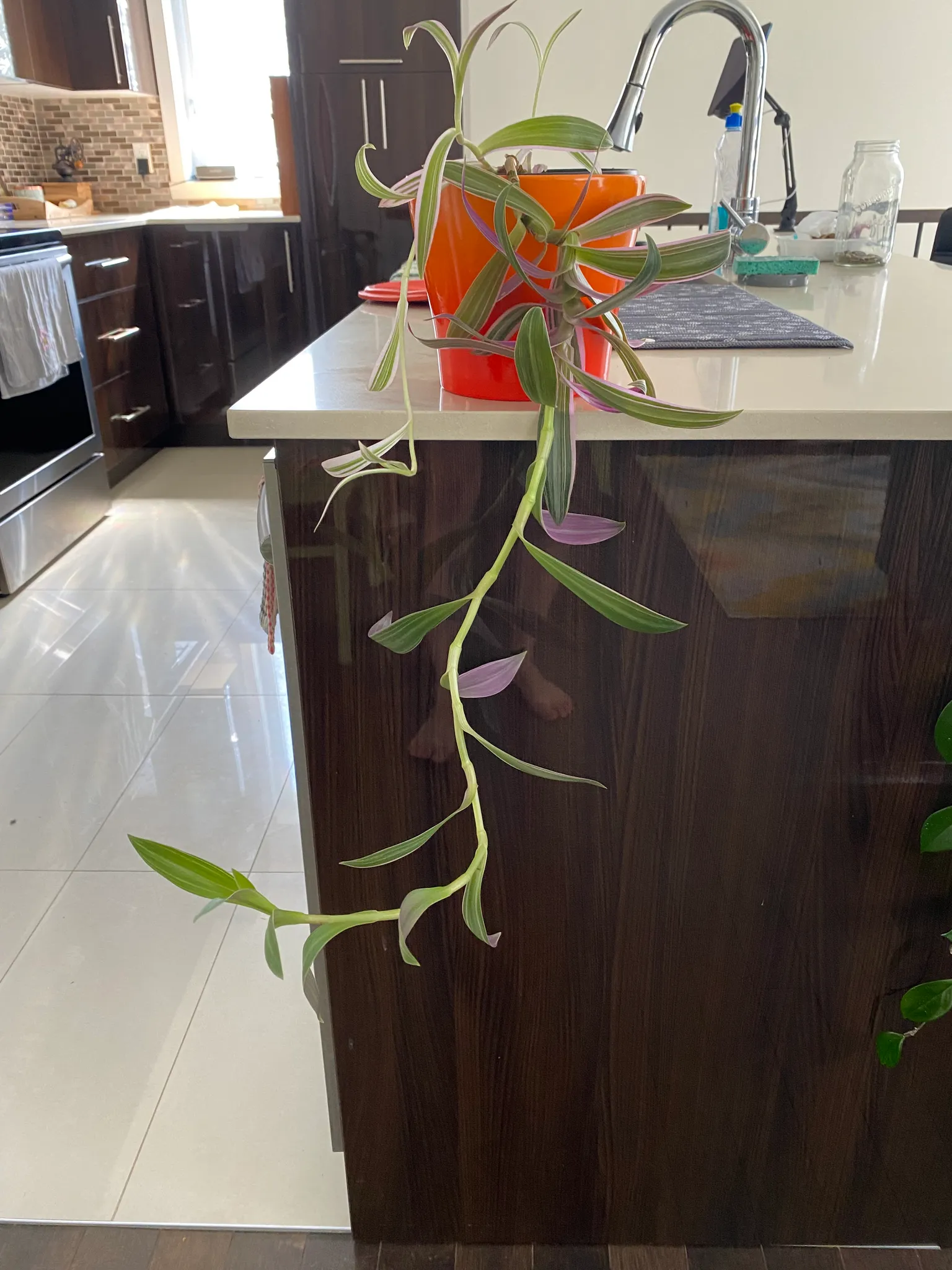 Oyster plant photo 1