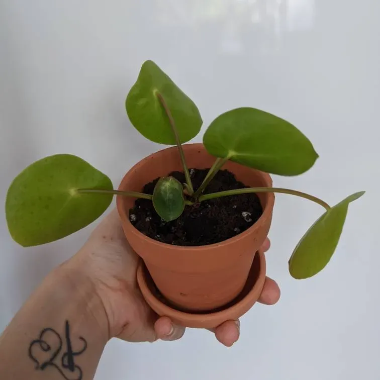 Pilea pups photo 1