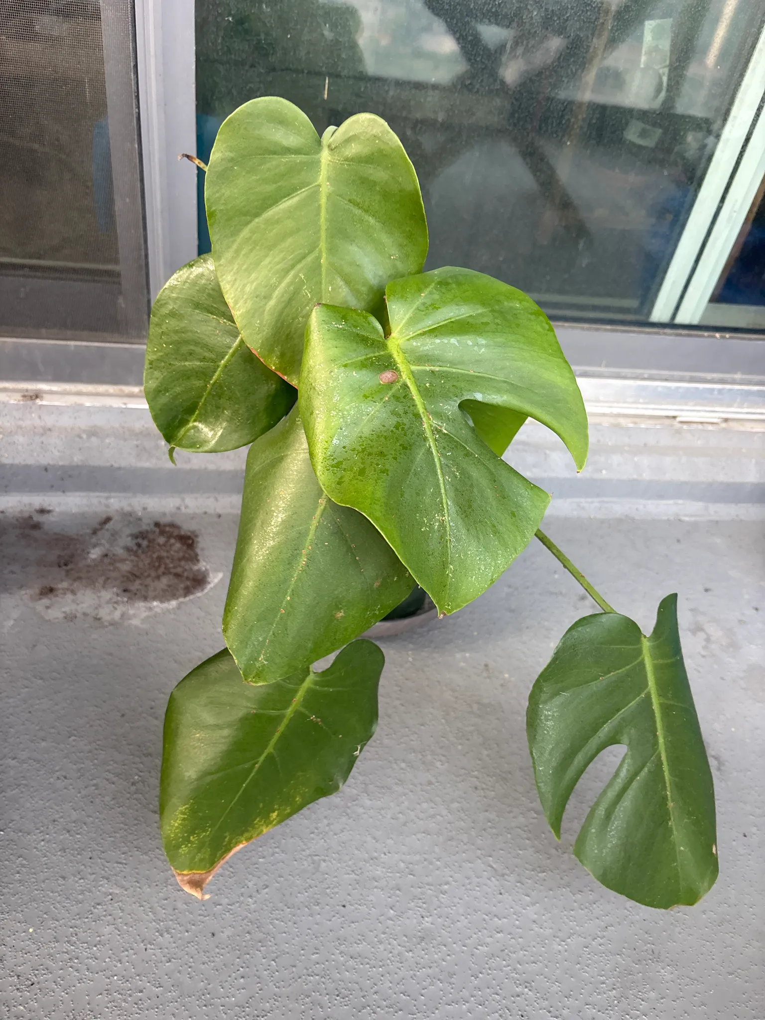 Monstera  photo 1