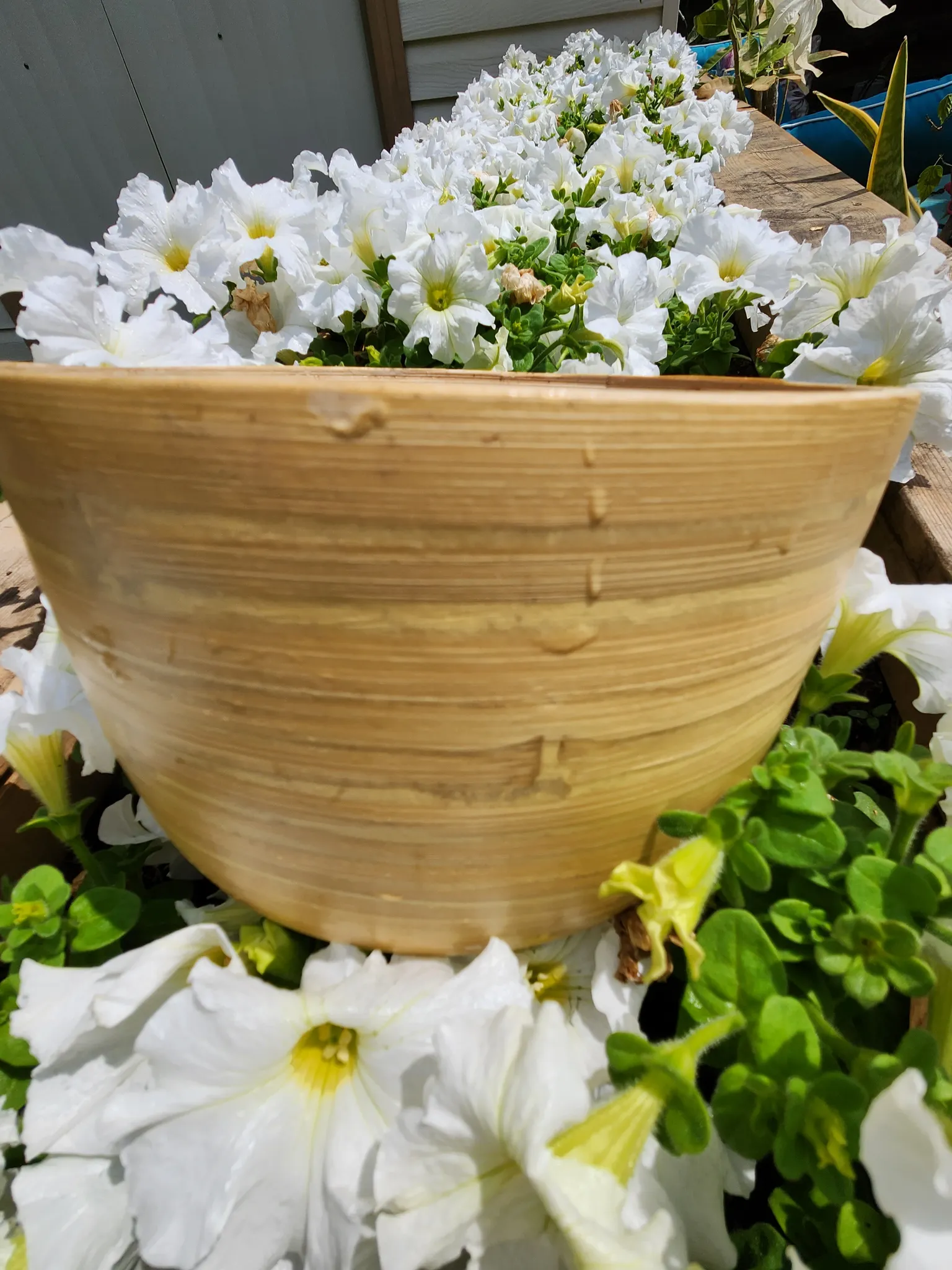 Plant pot photo 1