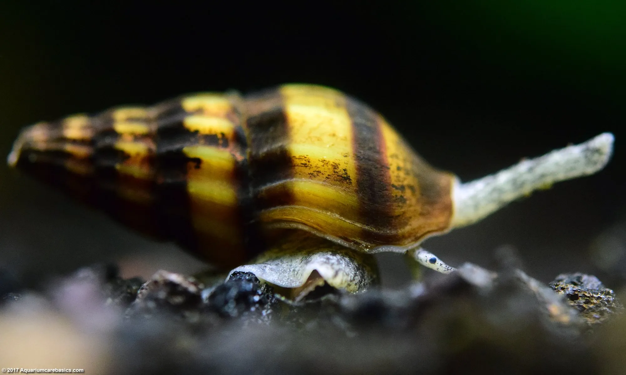 Assassin Snails photo 1