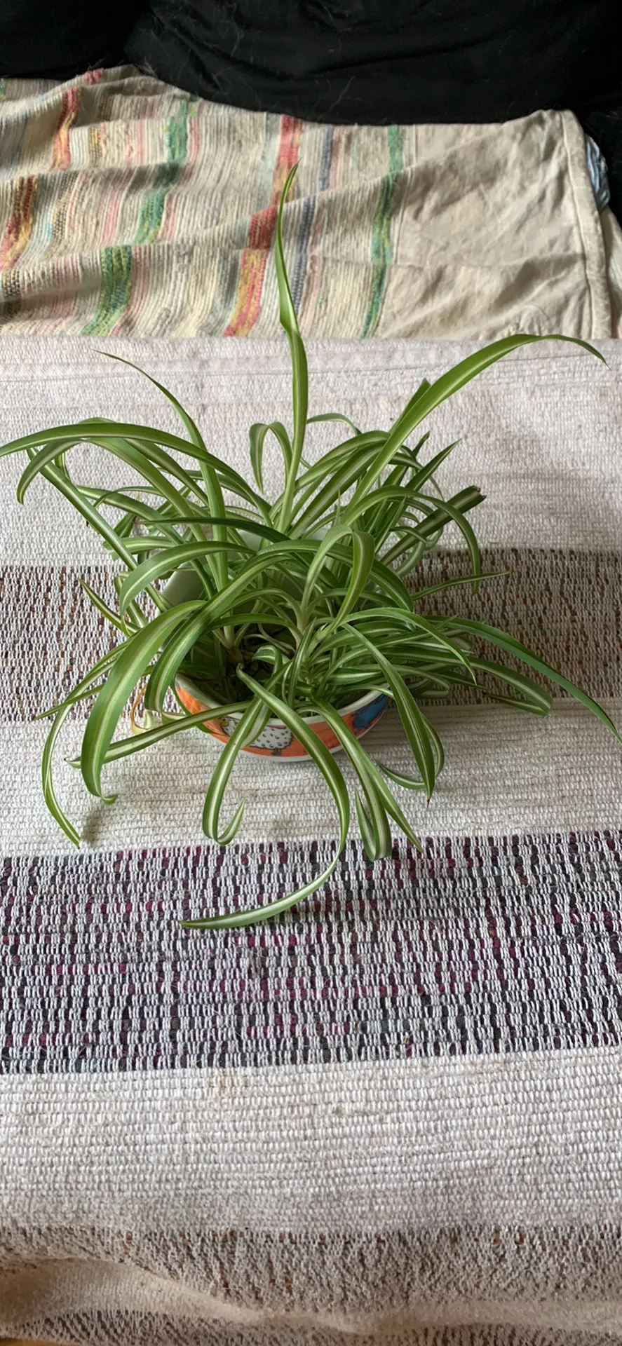 Baby Spider Plants photo 1