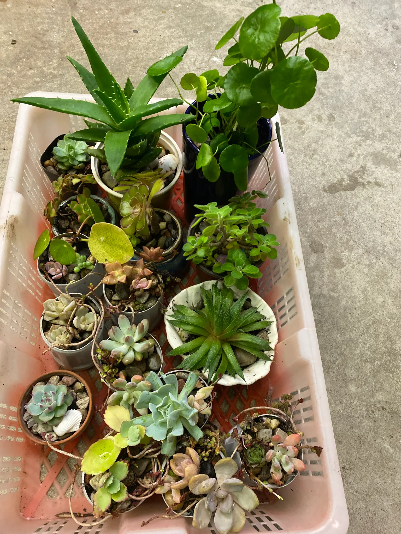 Succulents photo 1
