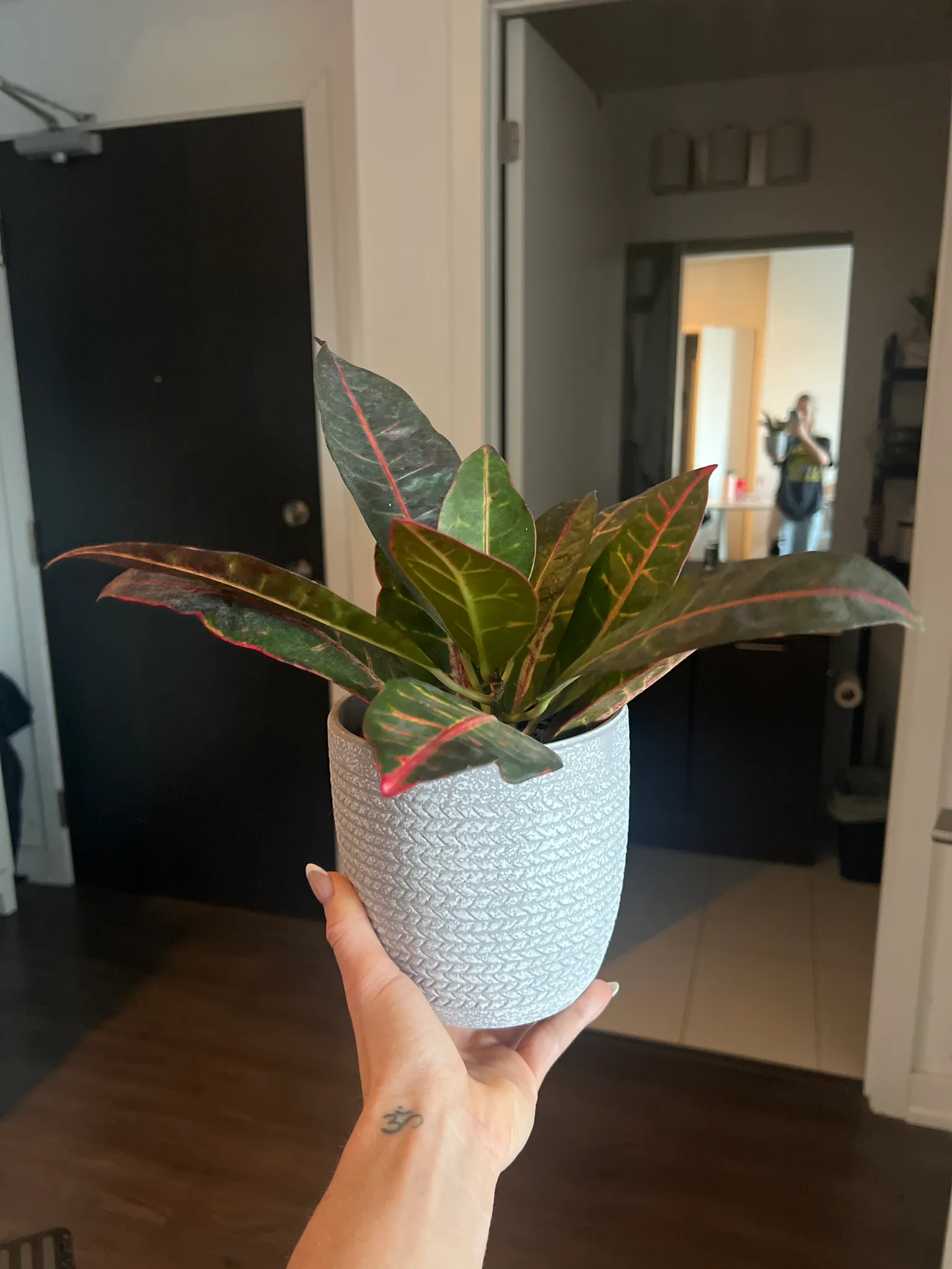 Tropical plant with pot  photo 1