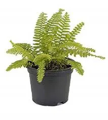 Small Boston Fern Divisions photo 1