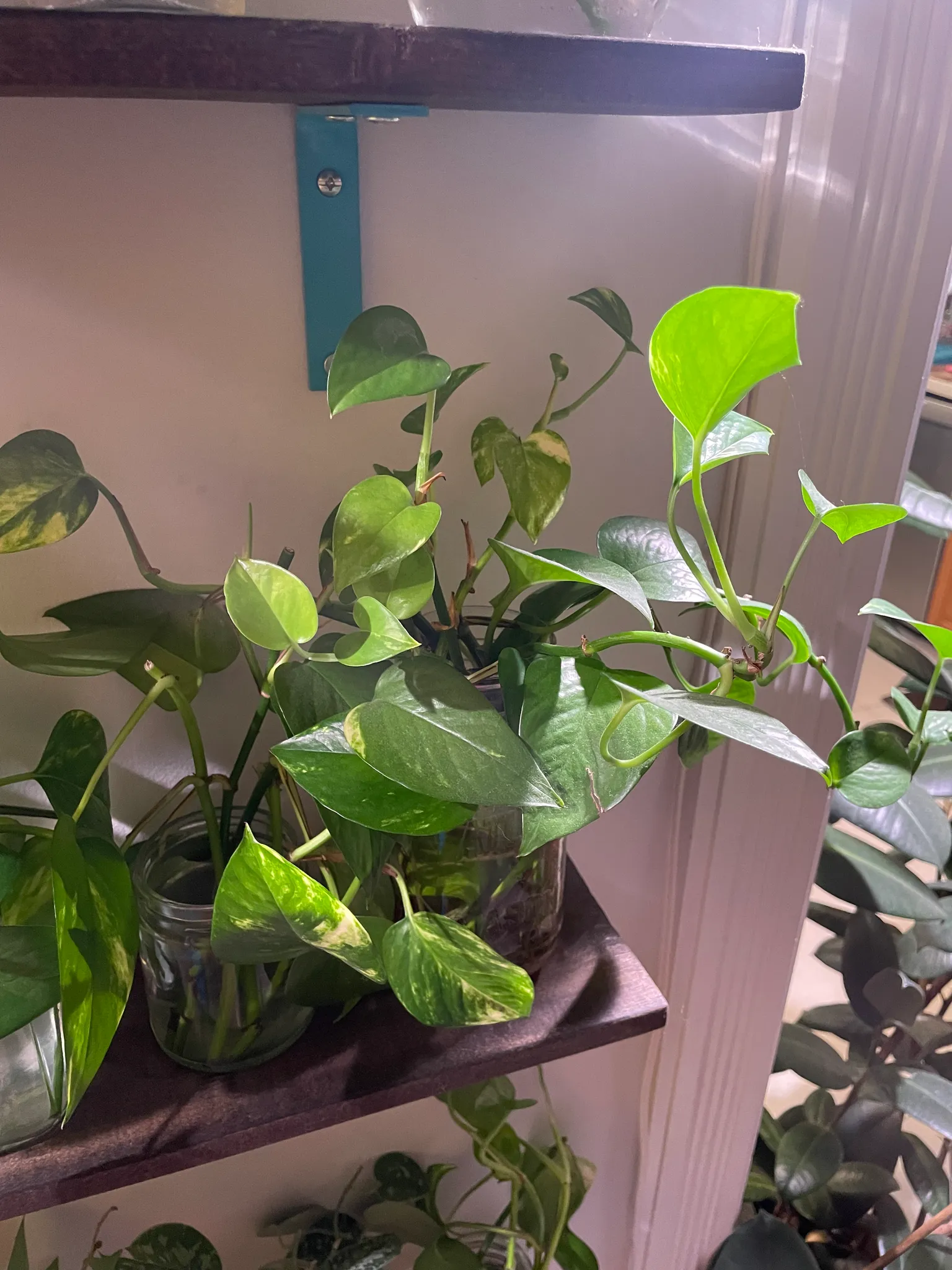 SO MANY Plant clippings  photo 1