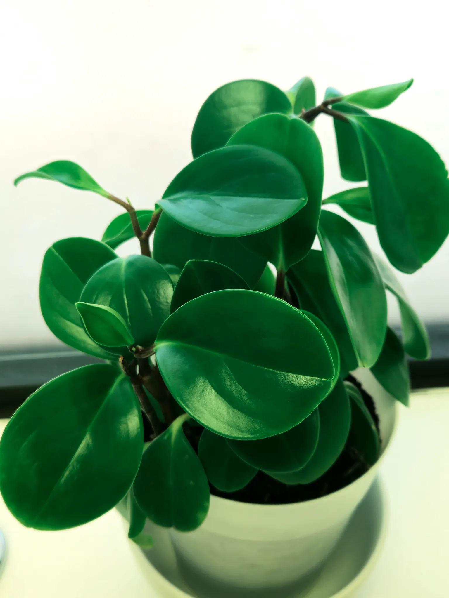 Peperomia Obtusifolia Plant photo 1