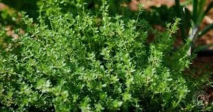 Fresh Thyme photo 1