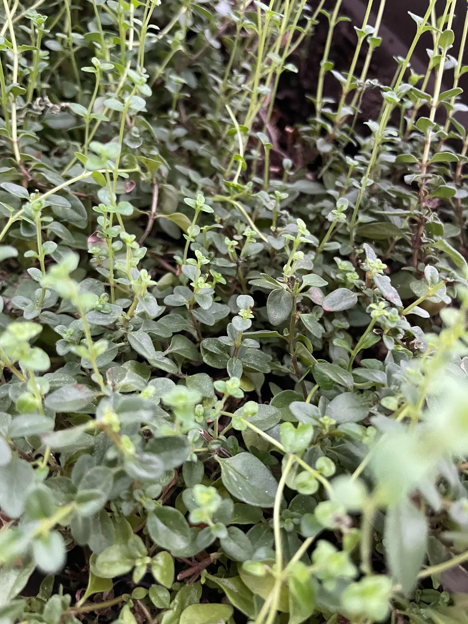 Fresh Thyme photo 1