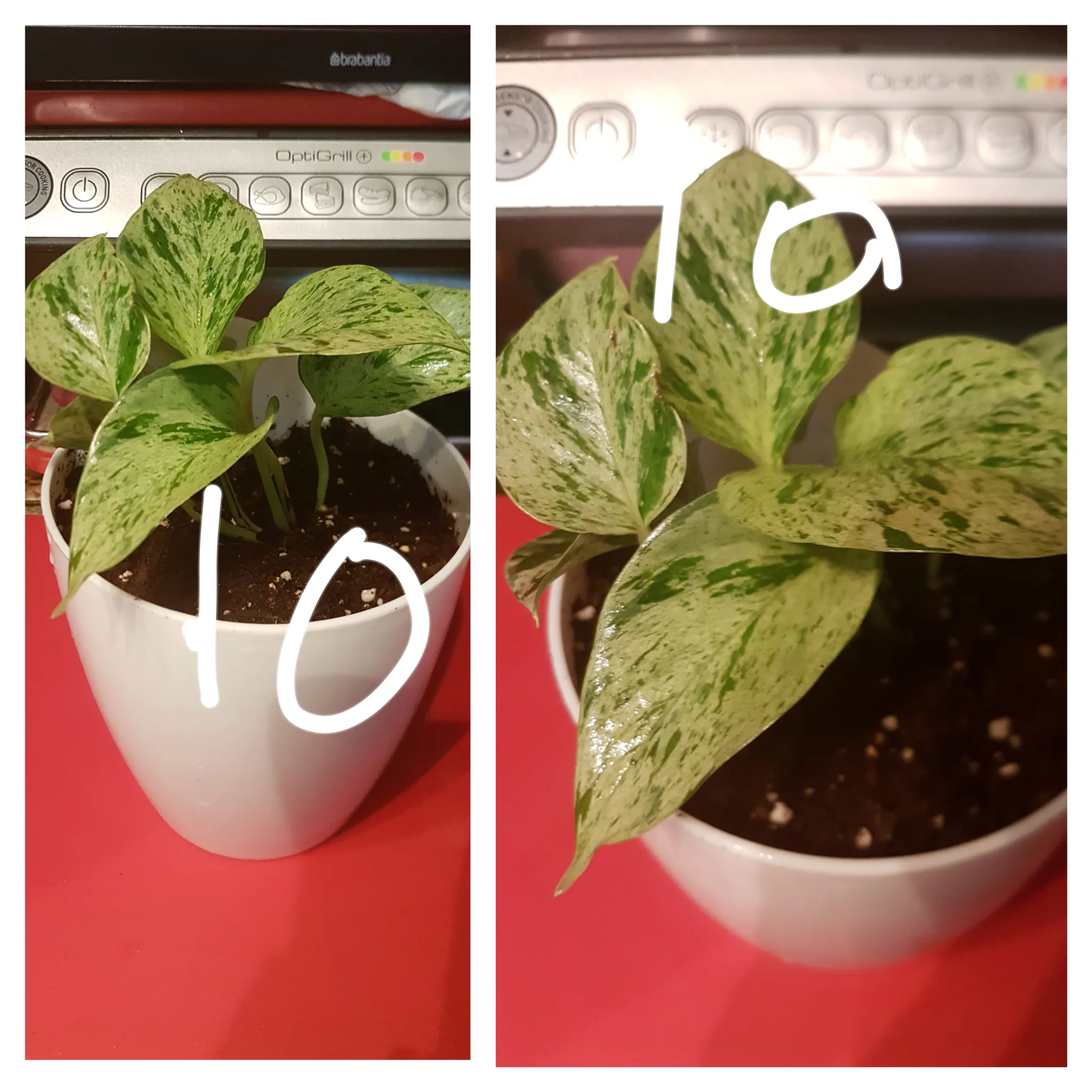snow queen pothos photo 1