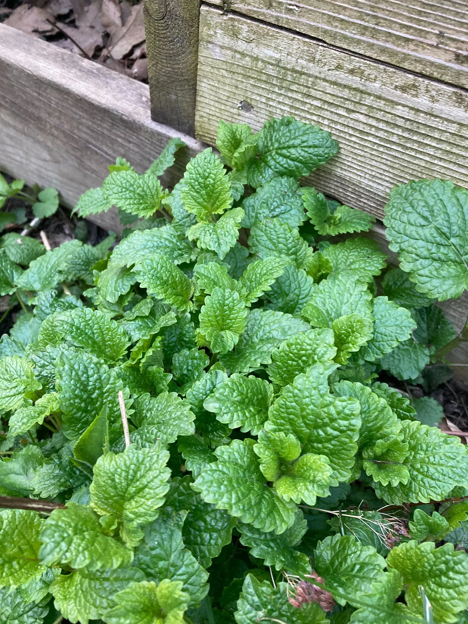Lemon Balm Plants photo 1