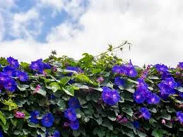 Morning Glory Seeds photo 1