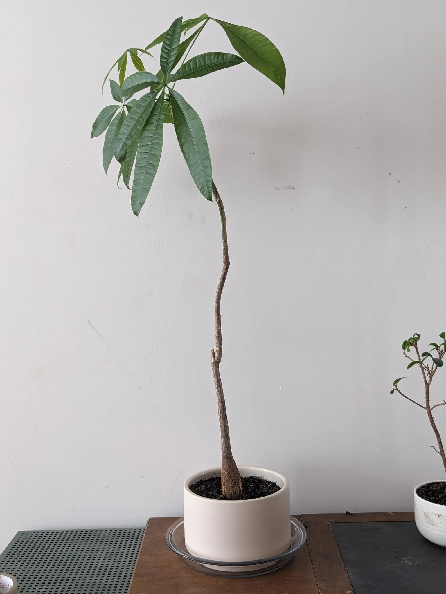 Money tree plant photo 1