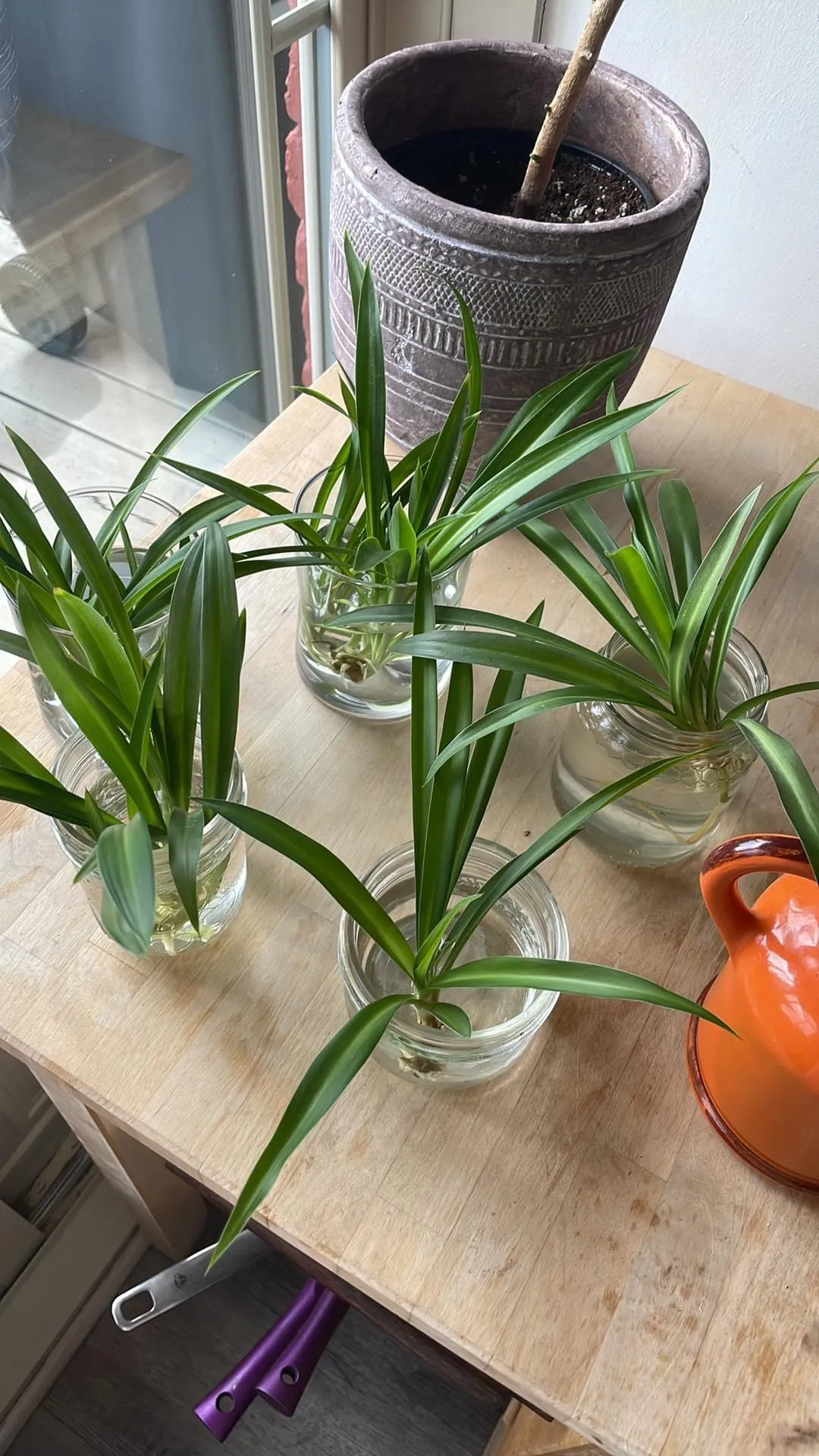 Spider plant clippings  photo 1
