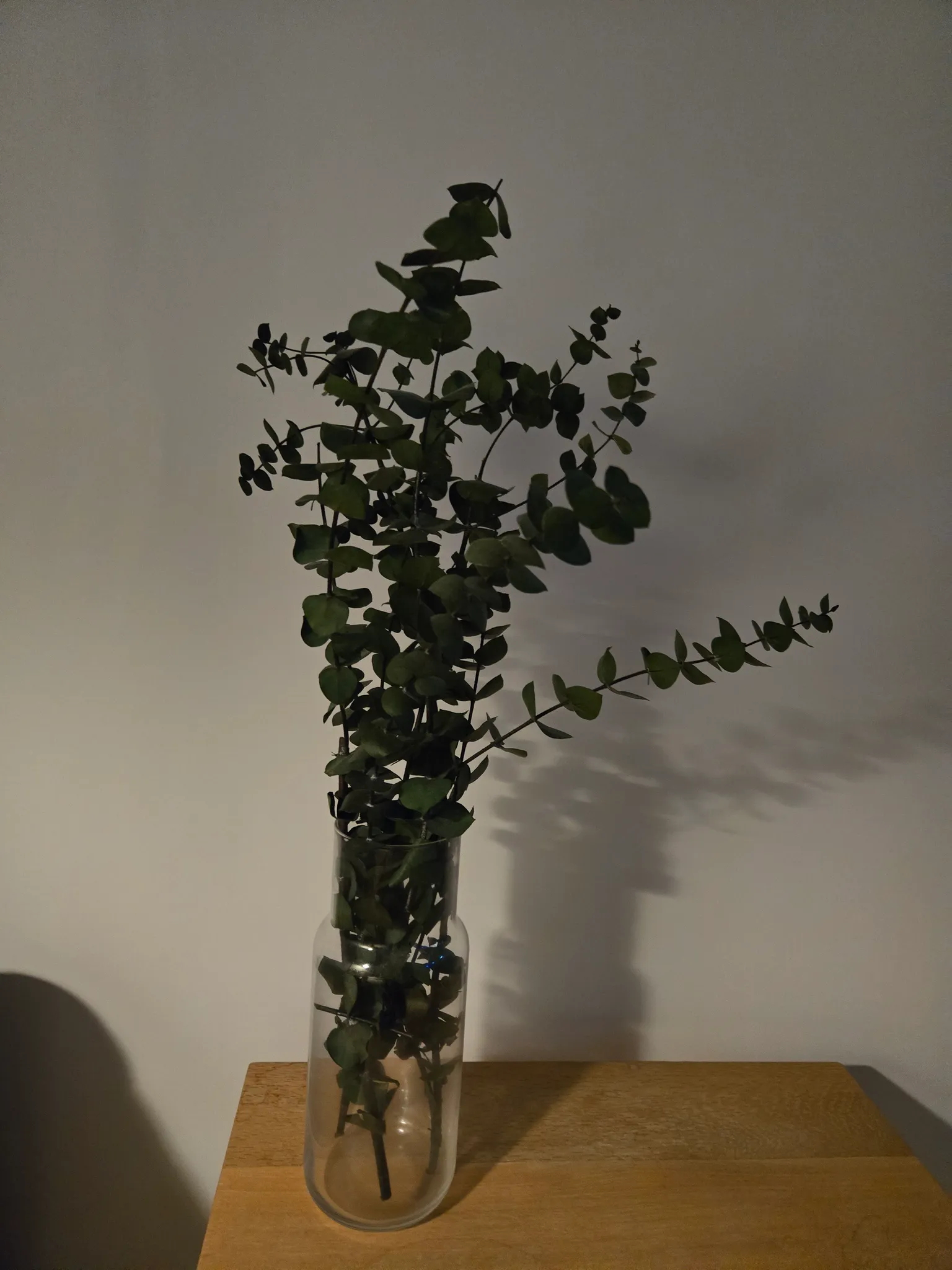 Dried eucalyptus bunch photo 1