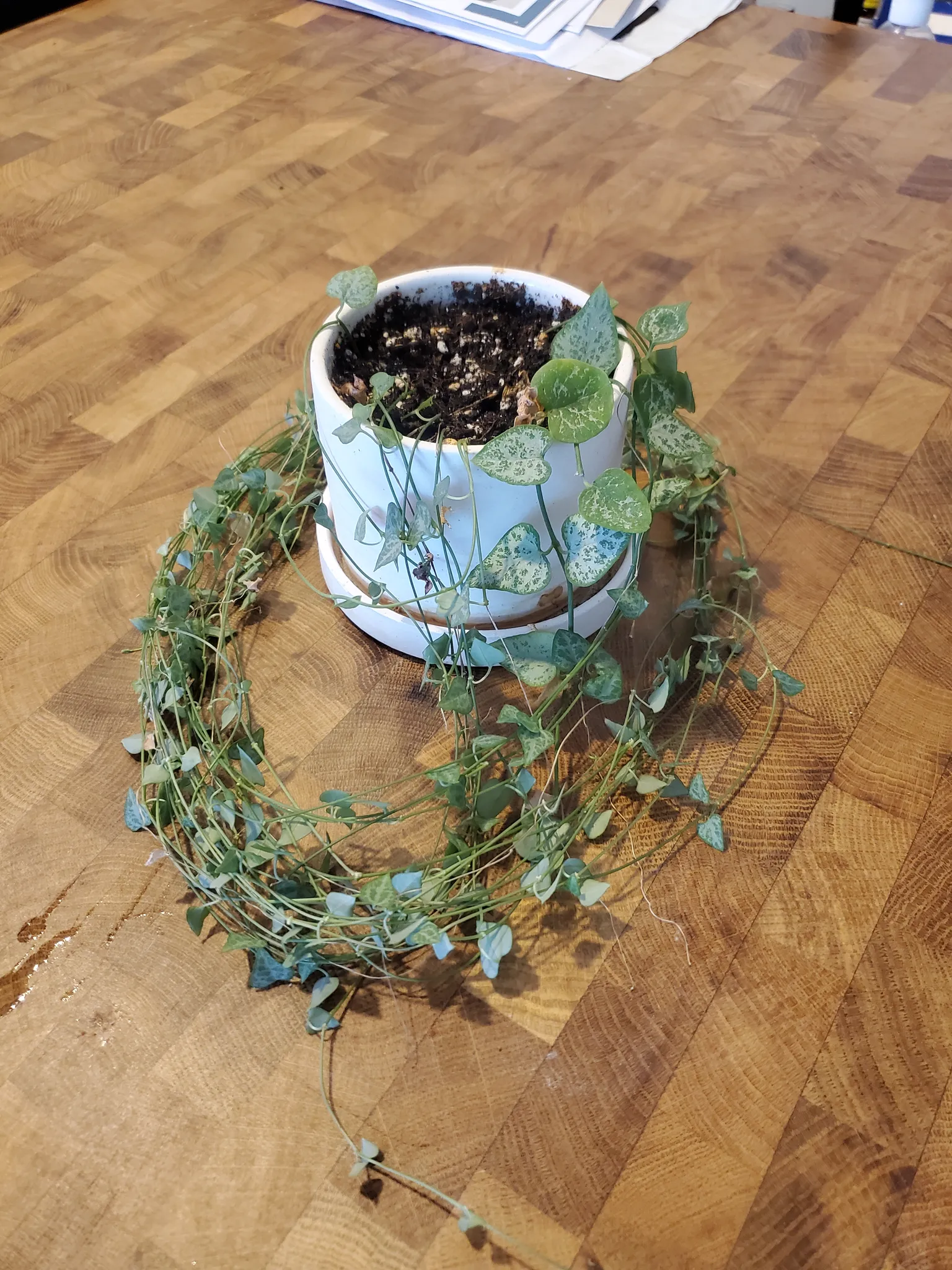 String of hearts photo 1