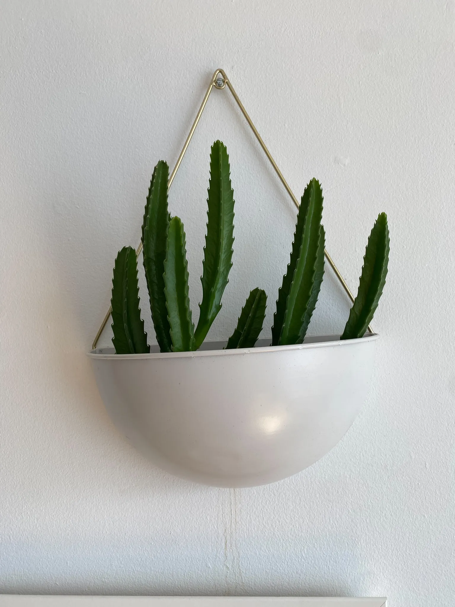 South African Stapelia succulent photo 1
