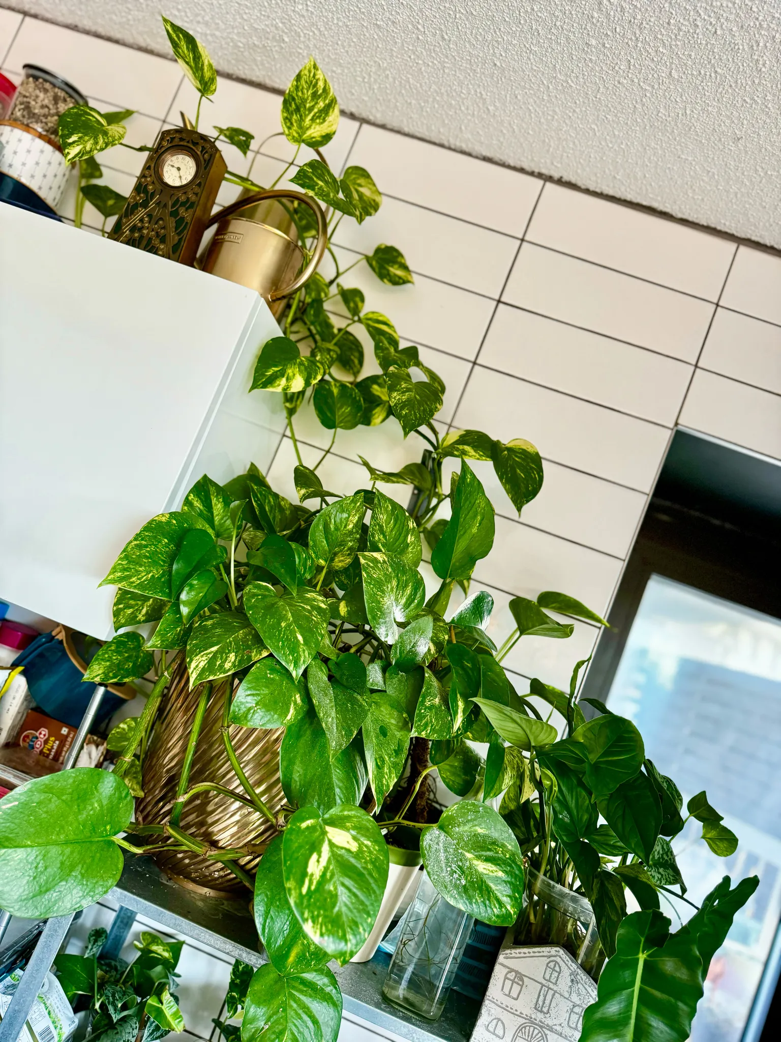 Big Hawaiian Pothos photo 1
