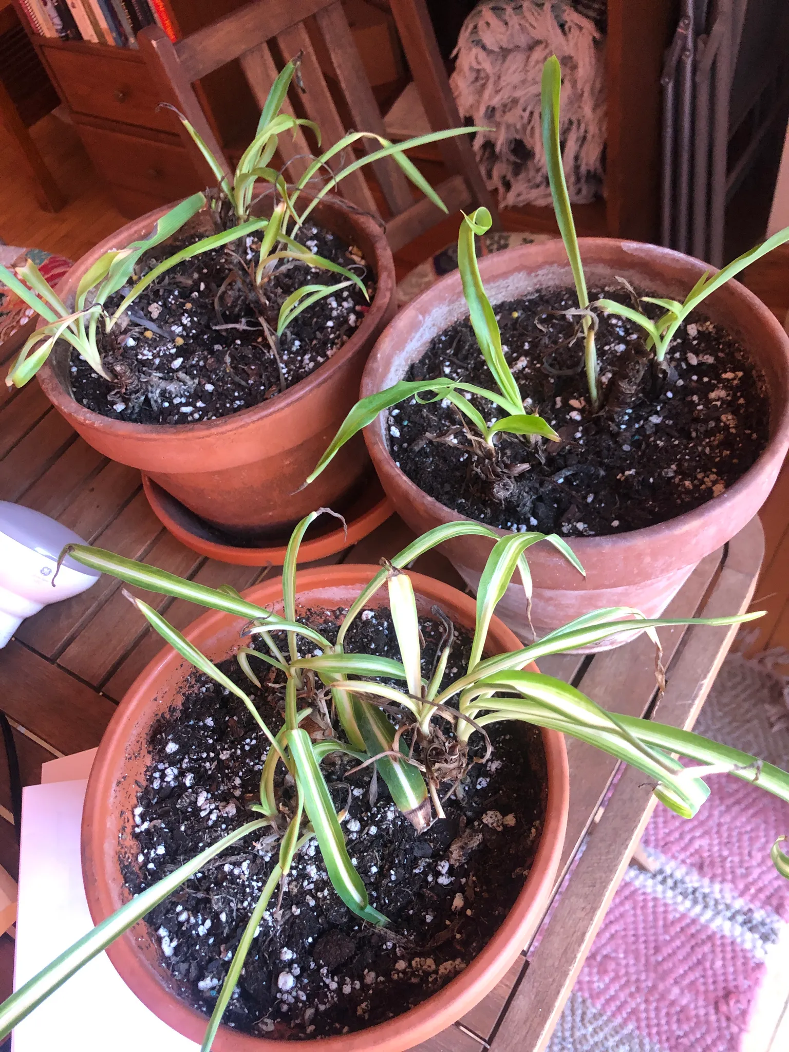 Spider plants photo 1