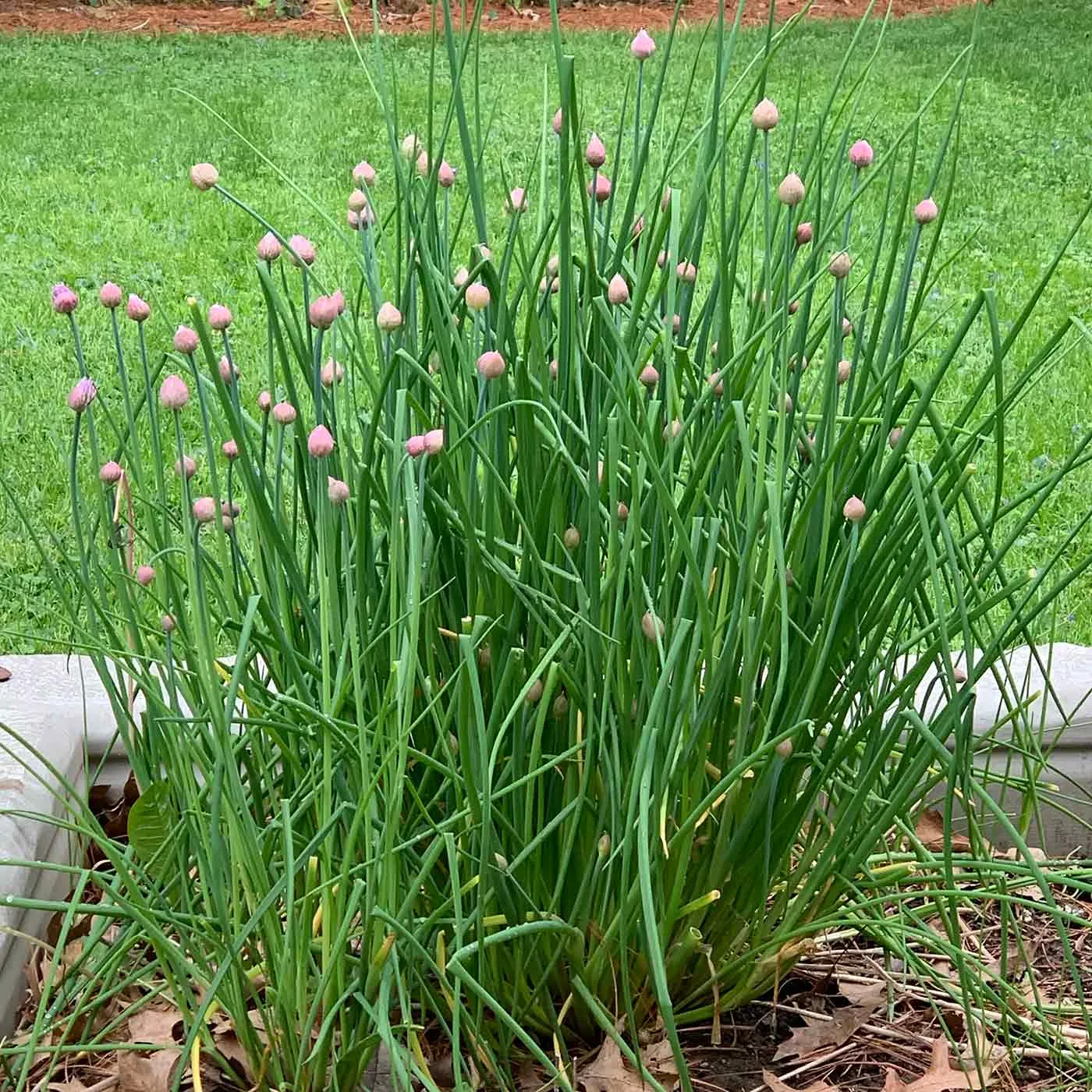 Chives harvested, or to plant photo 1