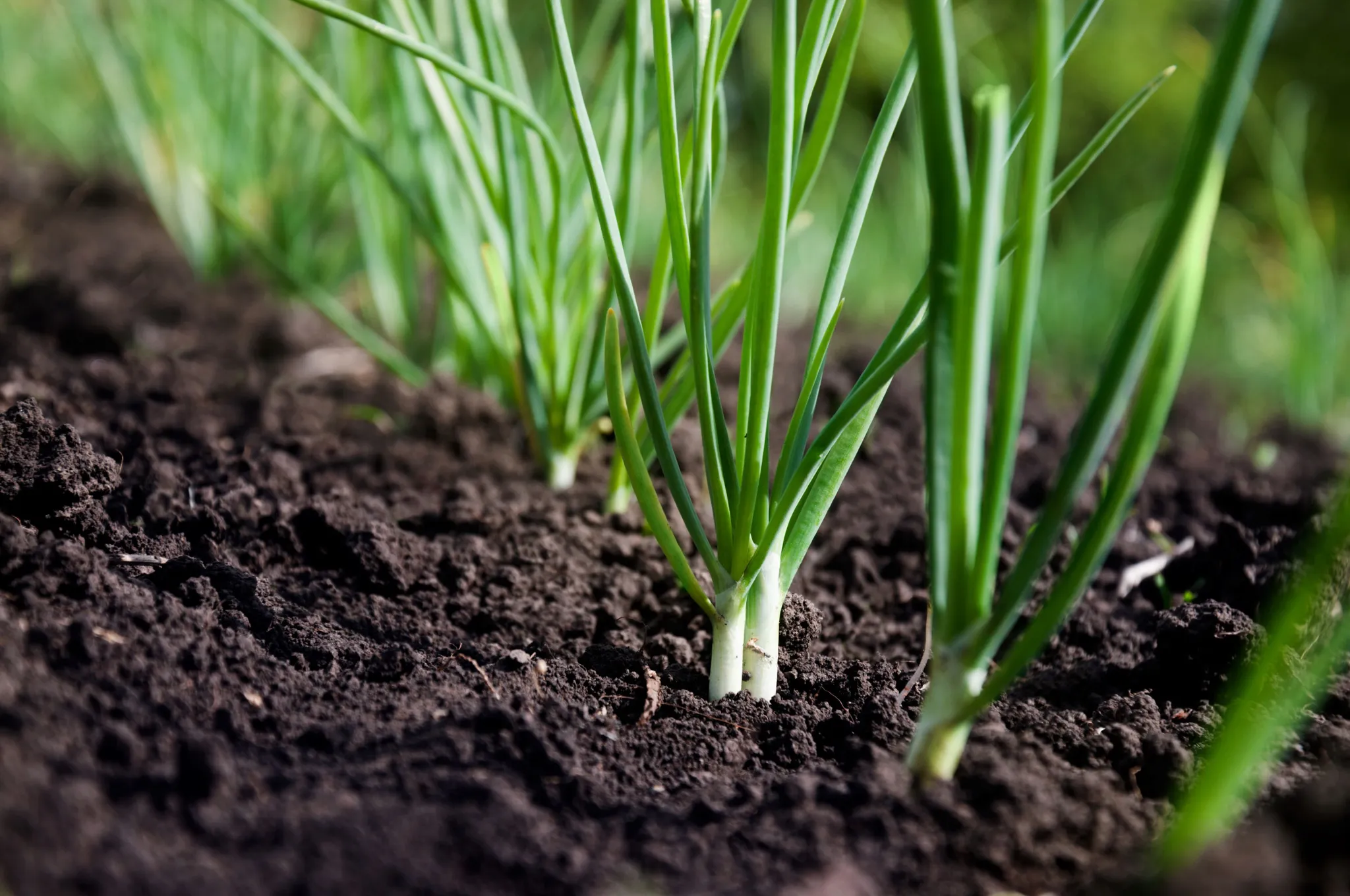 Green Onion Seeds photo 1