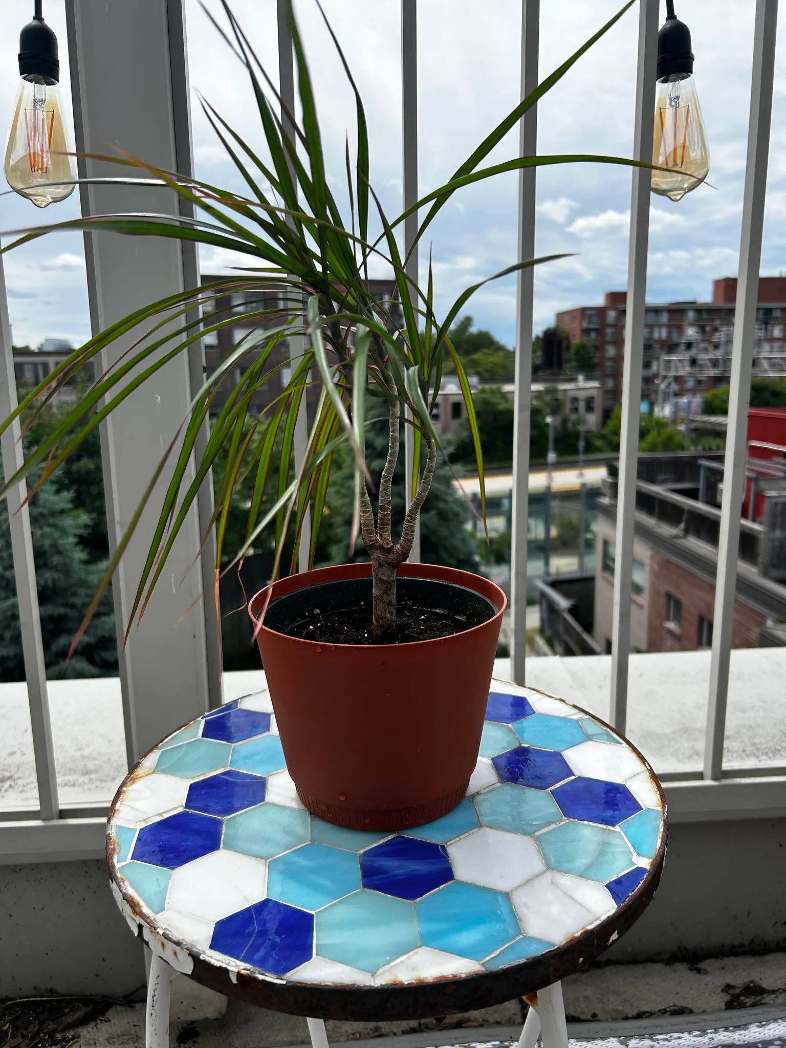 Free Plant photo 1