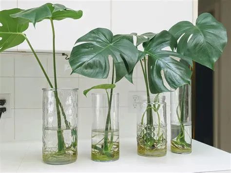 Monstera clippings photo 1