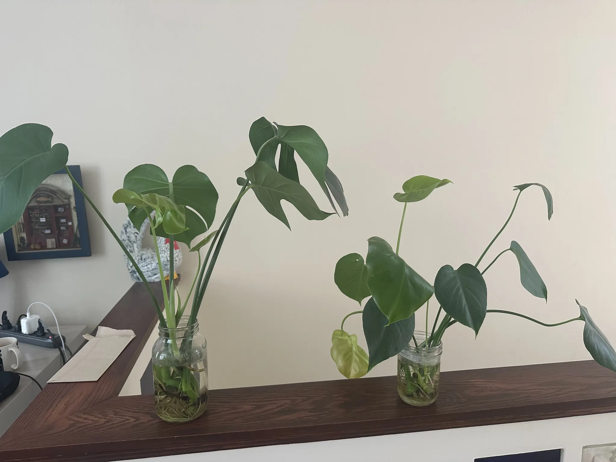Monstera cuttings  photo 1