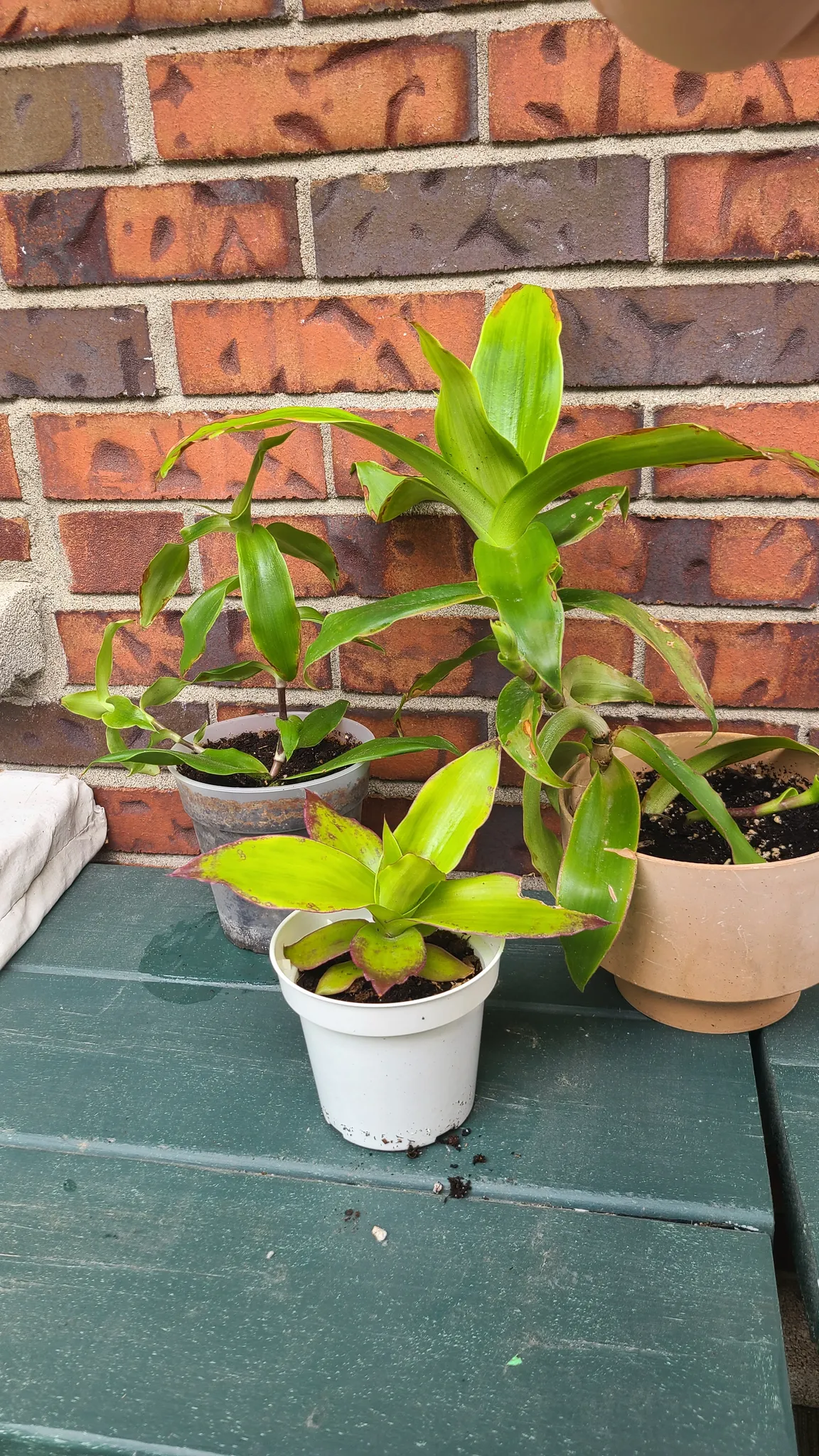 Basket plants photo 1