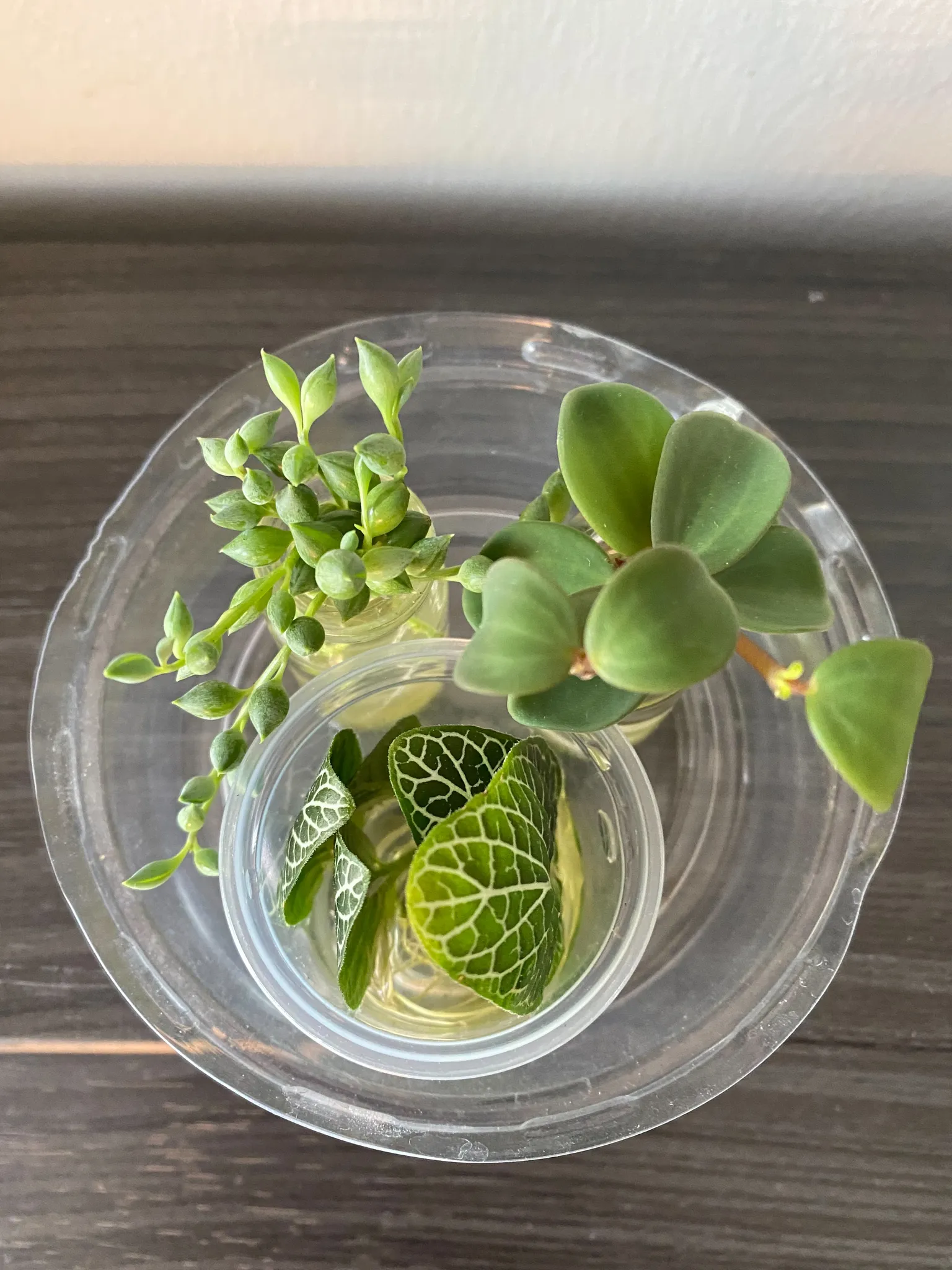 Assorted Rooted Plant Cuttings photo 1