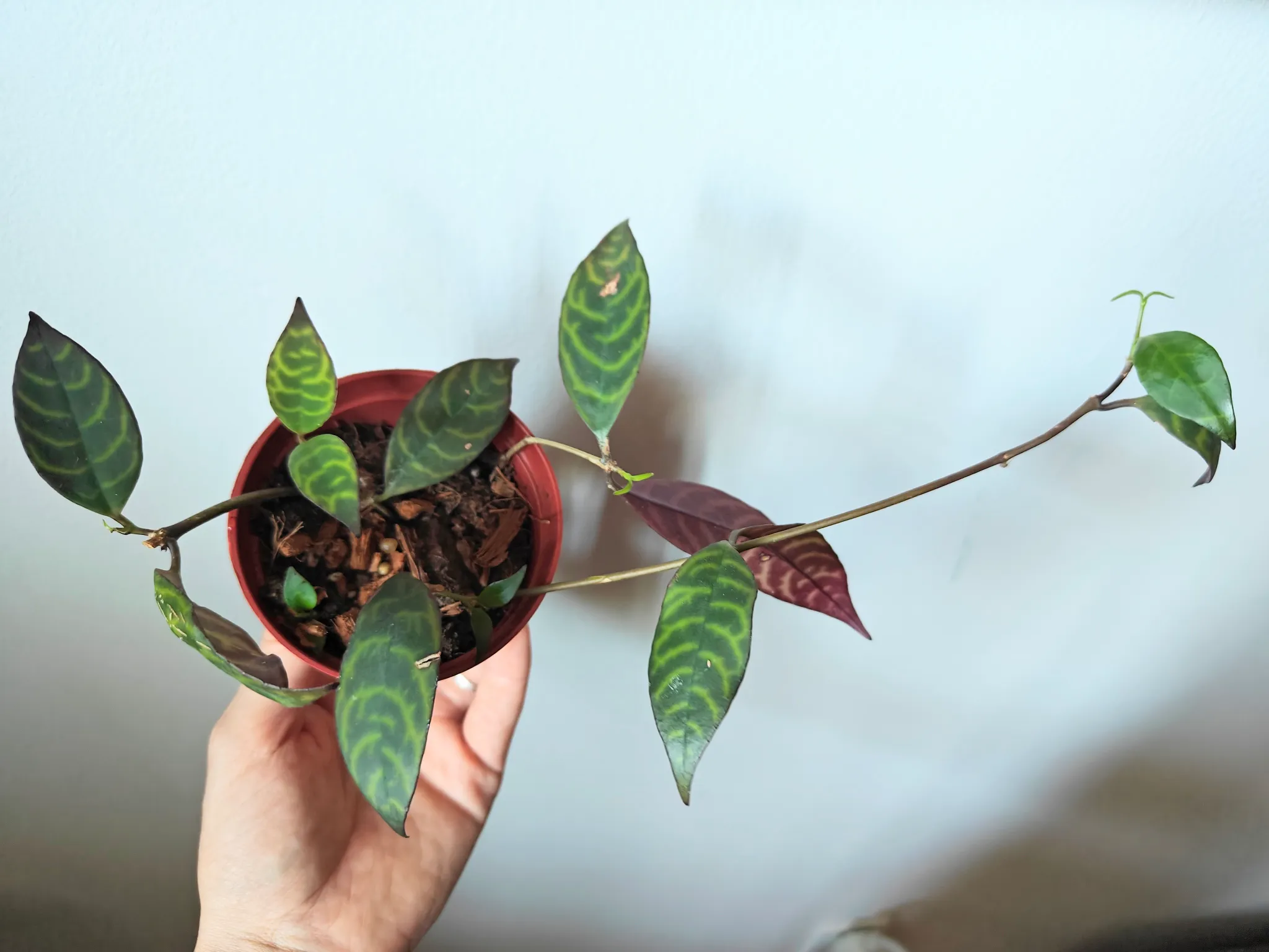 Pagoda lipstick plant photo 1