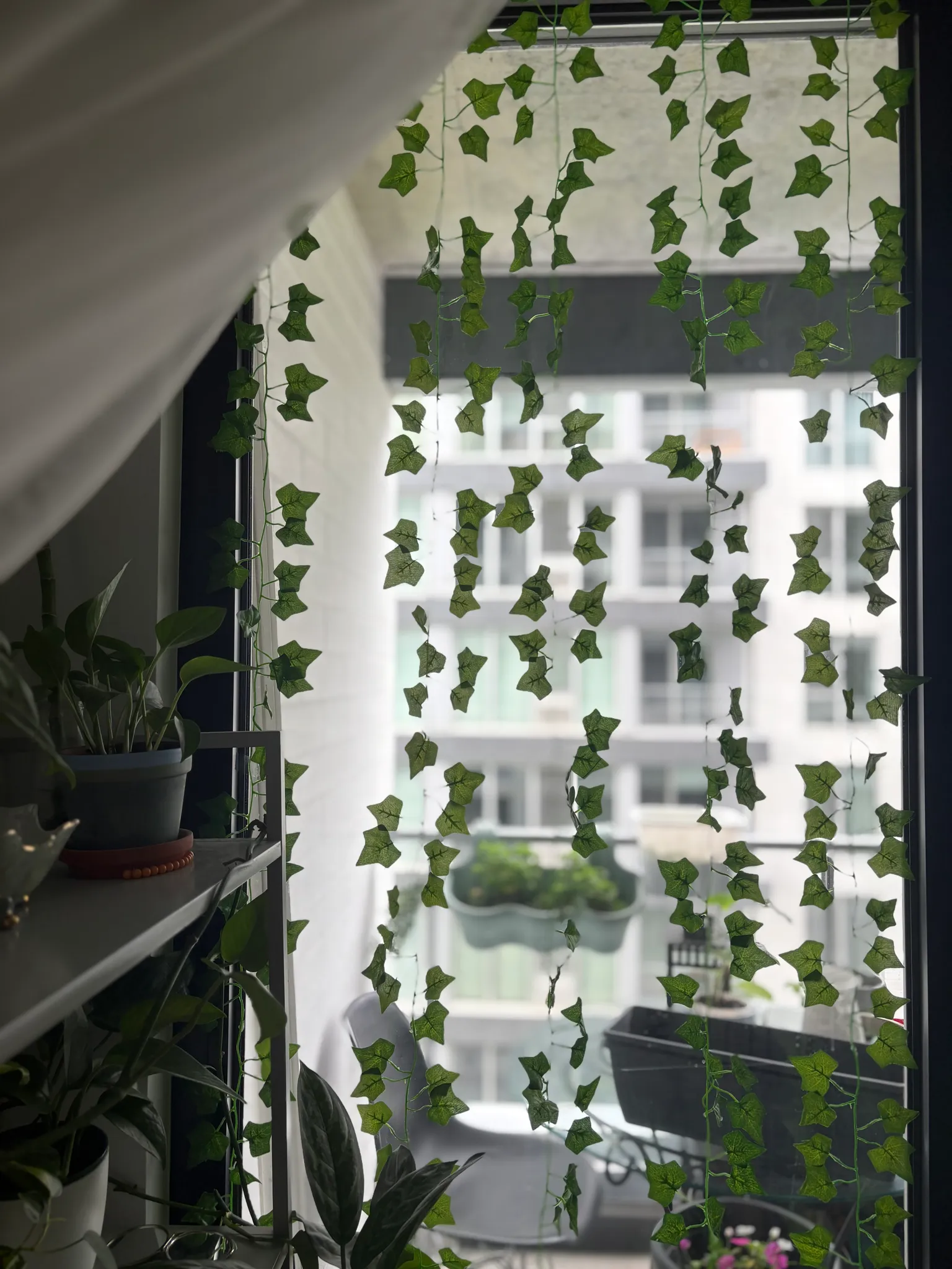 Vines  photo 1