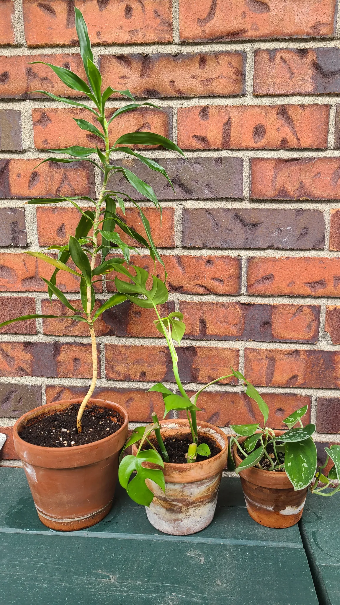 Plant trio photo 1