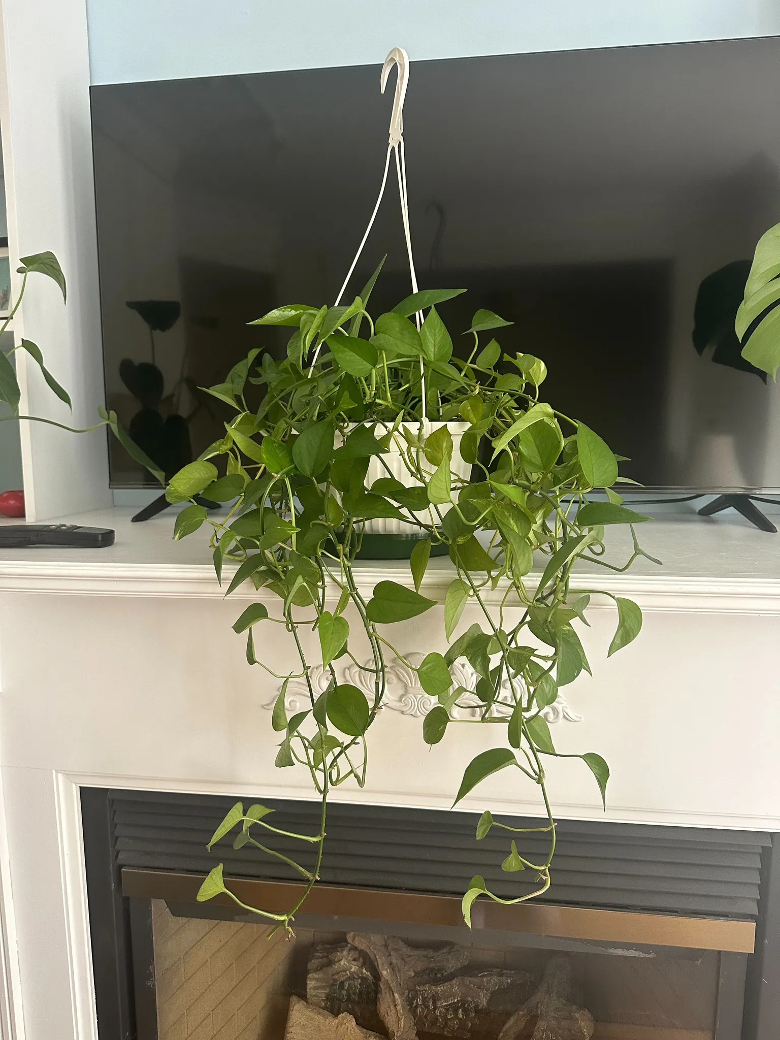Pothos plant  photo 1