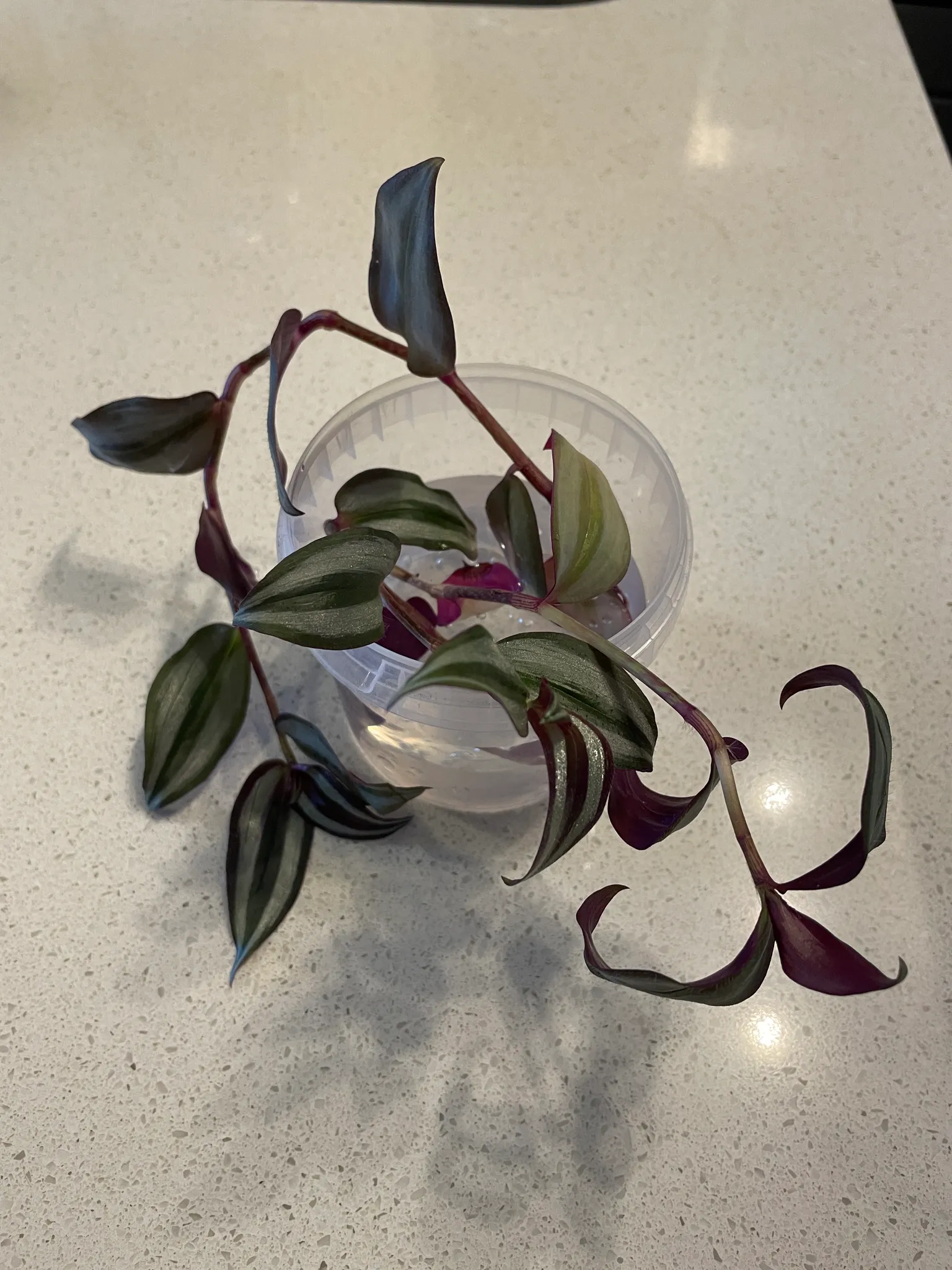 Plant Clippings photo 1