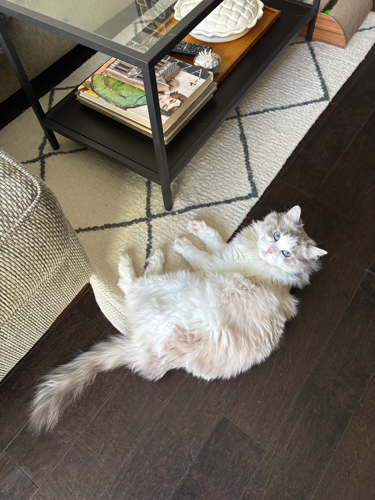 ISO cat food  photo 1