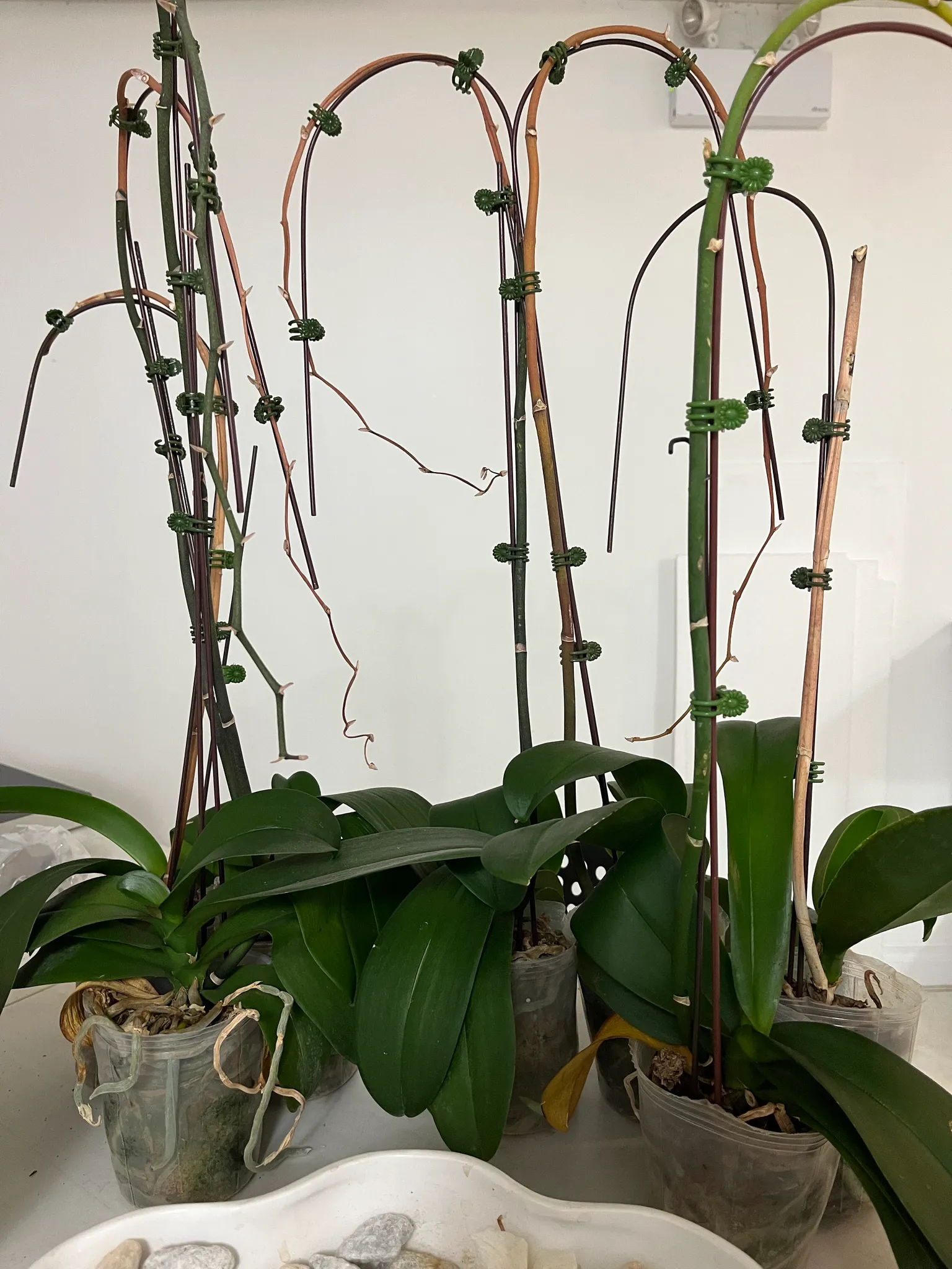 Free Orchids! photo 1