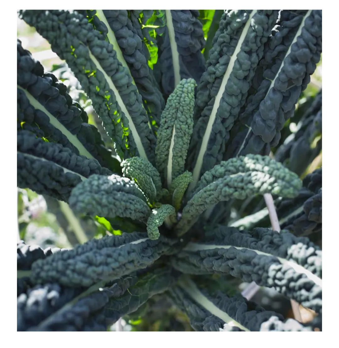 Organic kale  photo 1