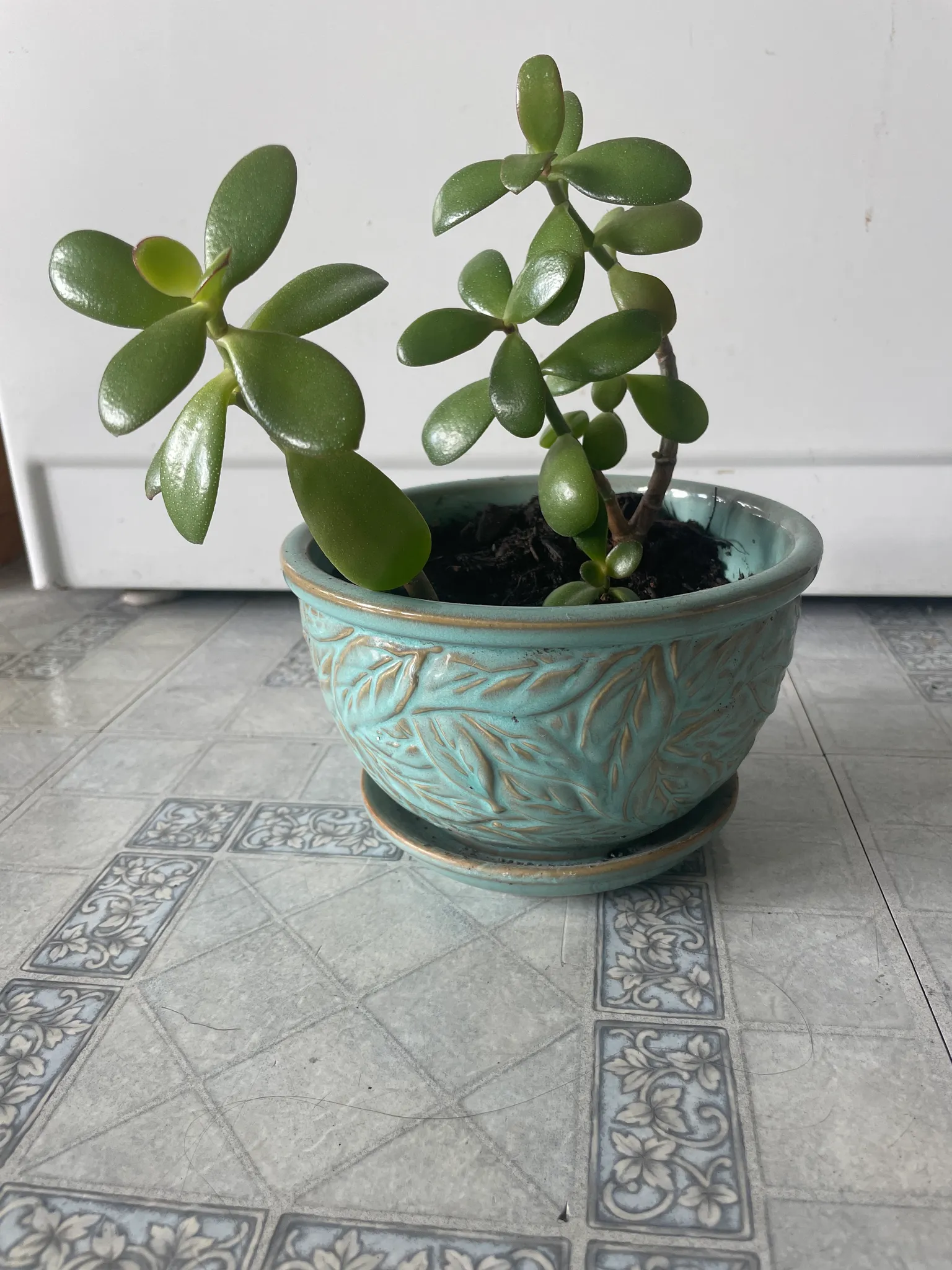 jade plant family photo 1