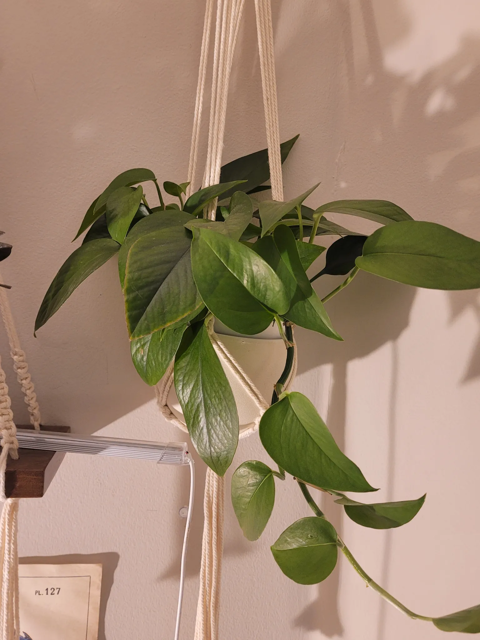 4" jade pothos  photo 1